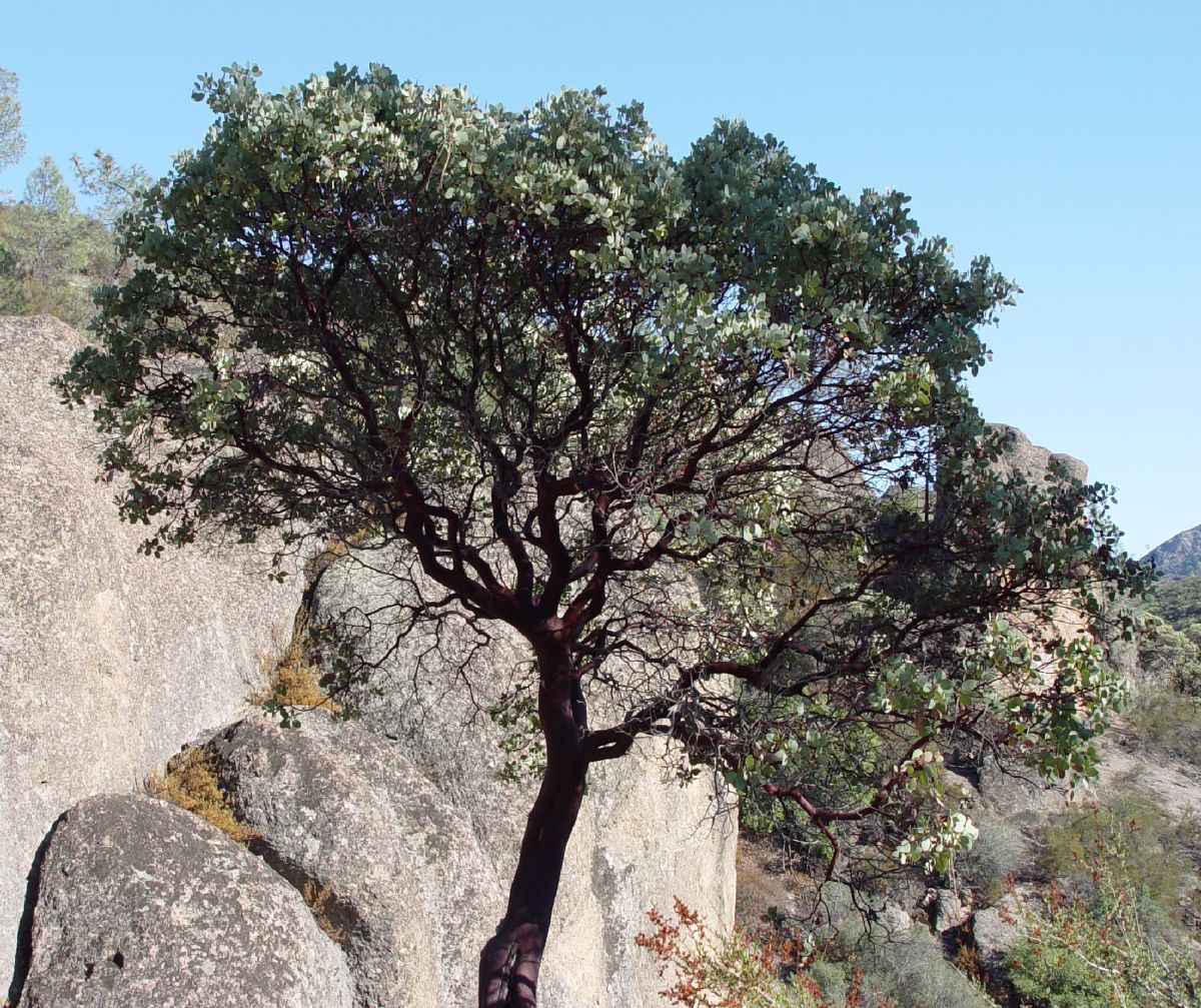 Ericaceae Arctostaphylos 