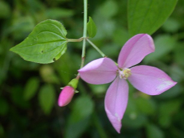 Melastomataceae Arthrostemma fragile