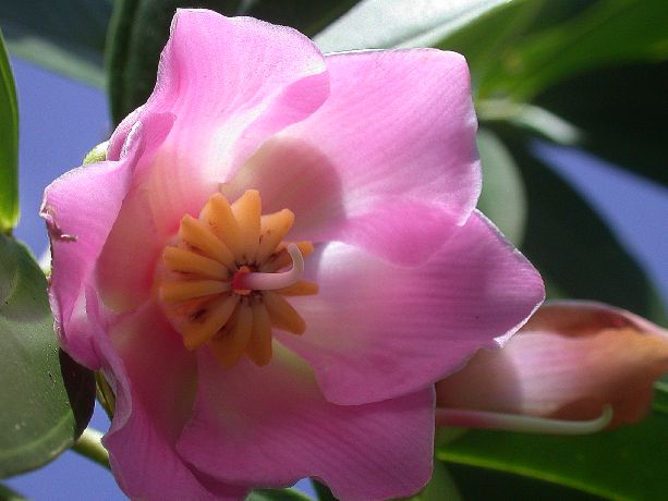 Melastomataceae Blakea trinervia
