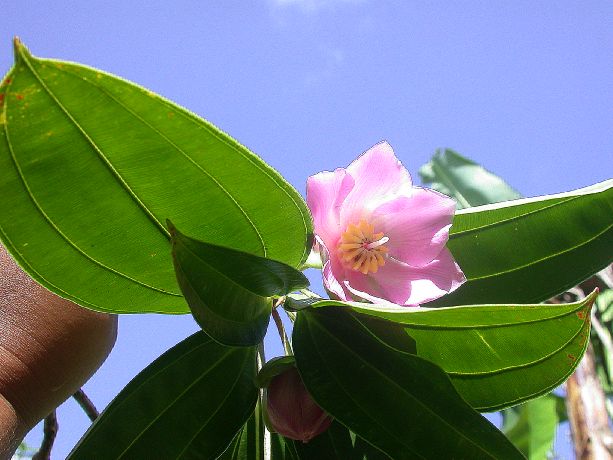 Melastomataceae Blakea trinervia
