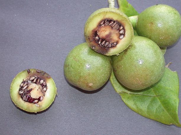 Rubiaceae Hillia parasitica