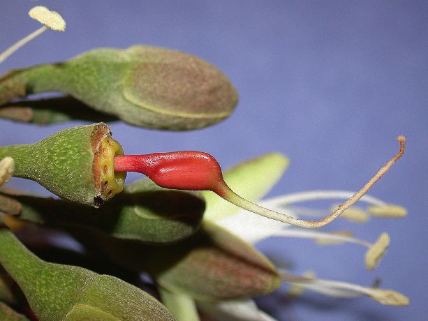 Fabaceae Hymenaea courbaril