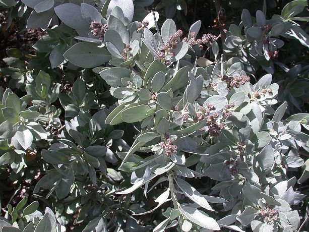 Combretaceae Conocarpus erectus