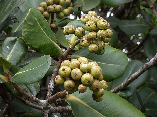 Clusiaceae Clusia clusioides