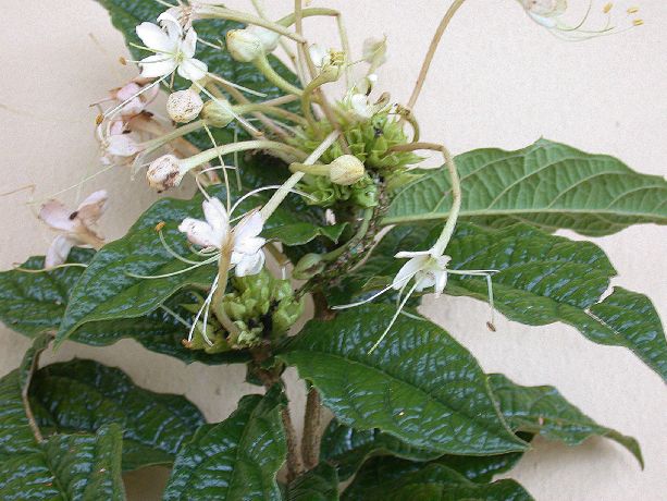 Lamiaceae Clerodendrum spinosum