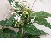 image of Clerodendrum spinosum
