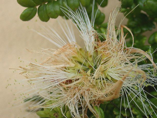 Fabaceae Pithecellobium abbottii
