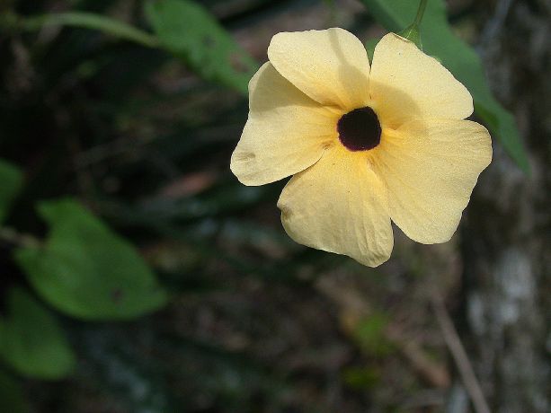 Acanthaceae Thunbergia alata