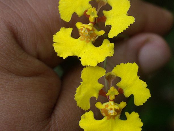 Orchidaceae Oncidium 