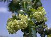 image of Ricinus communis
