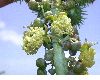 image of Ricinus communis