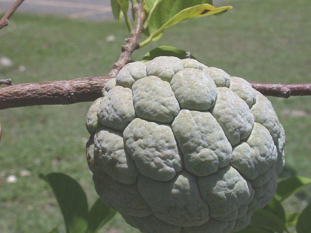 Annonaceae Annona squamosa