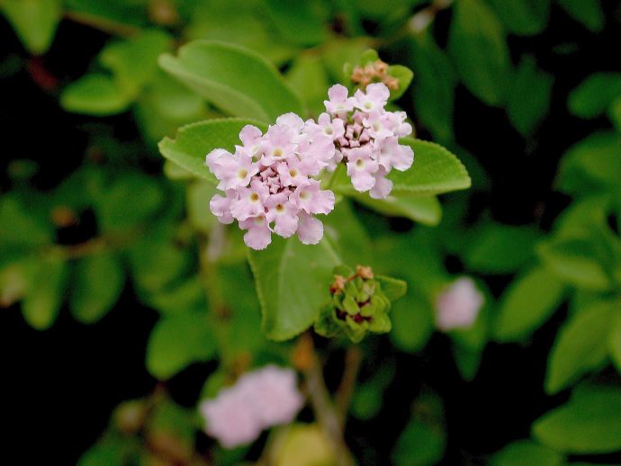 Verbenaceae Lantana involucrata