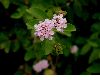 image of Lantana involucrata