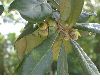 image of Quercus oleoides