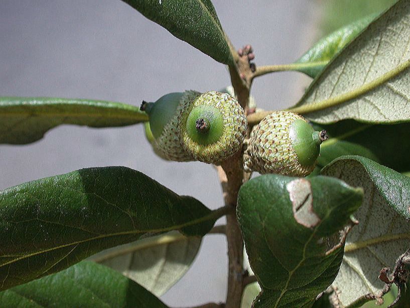 Fagaceae Quercus oleoides