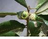 image of Quercus oleoides