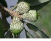 image of Quercus oleoides