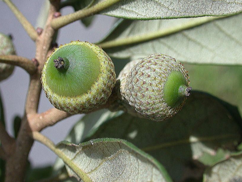 Fagaceae Quercus oleoides
