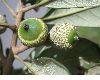 image of Quercus oleoides