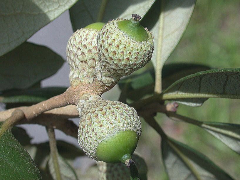 Fagaceae Quercus oleoides
