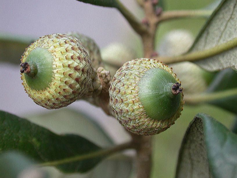 Fagaceae Quercus oleoides