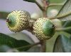 image of Quercus oleoides
