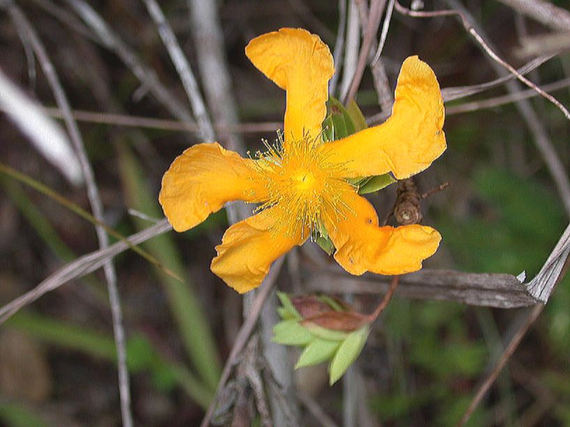Hypericaceae Hypericum stipeloides