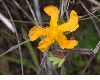 image of Hypericum stipeloides
