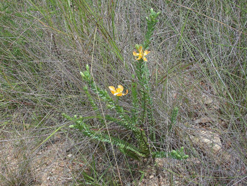 Hypericaceae Hypericum stipeloides