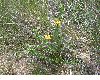 image of Hypericum stipeloides