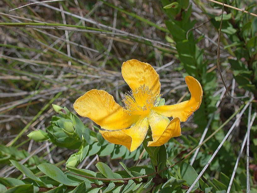 Hypericaceae Hypericum stipeloides