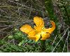 image of Hypericum stipeloides