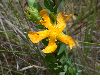 image of Hypericum stipeloides