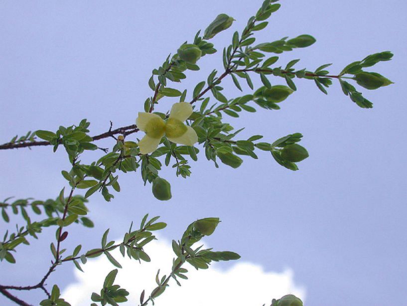 Hypericaceae Hypericum arenarioides