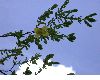 image of Hypericum arenarioides
