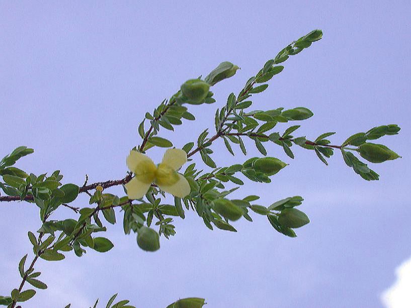 Hypericaceae Hypericum arenarioides