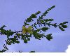 image of Hypericum arenarioides