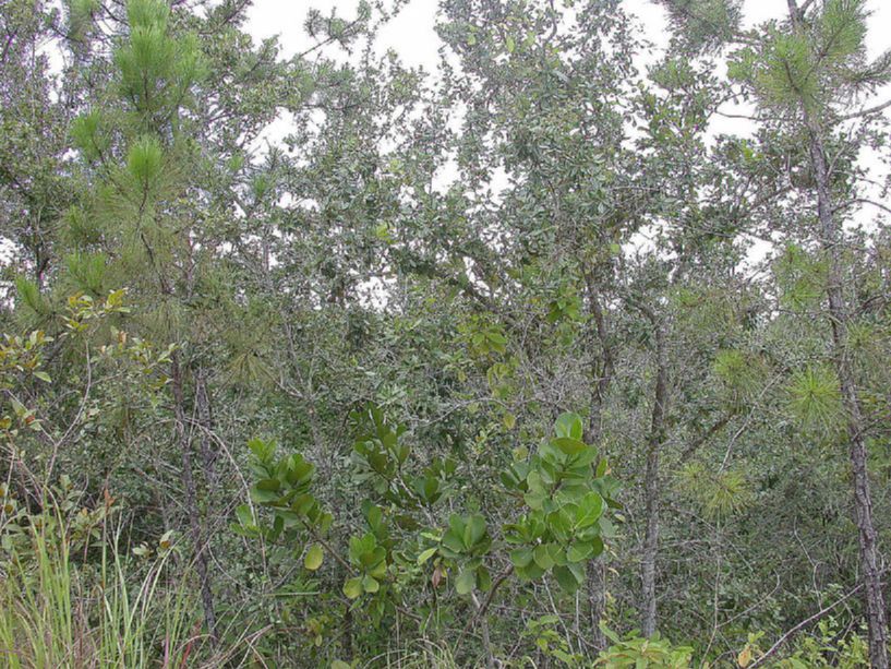 Fagaceae Quercus oleoides
