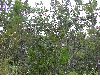 image of Quercus oleoides