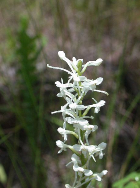 Orchidaceae Habenaria 