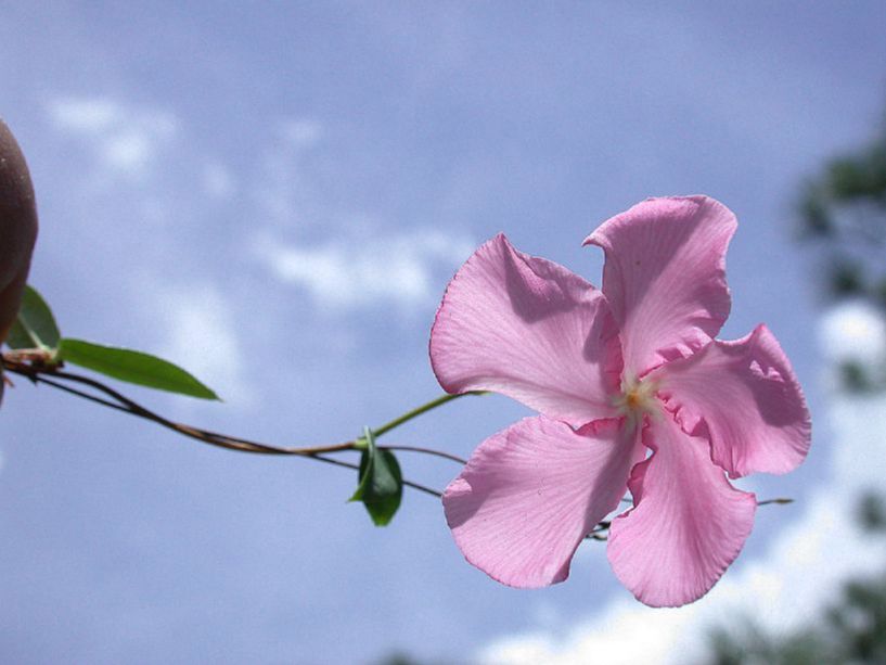 Apocynaceae Mesechites rosea