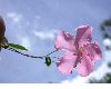image of Mesechites rosea