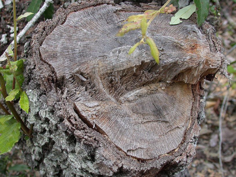 Fagaceae Quercus oleoides