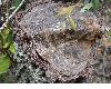 image of Quercus oleoides