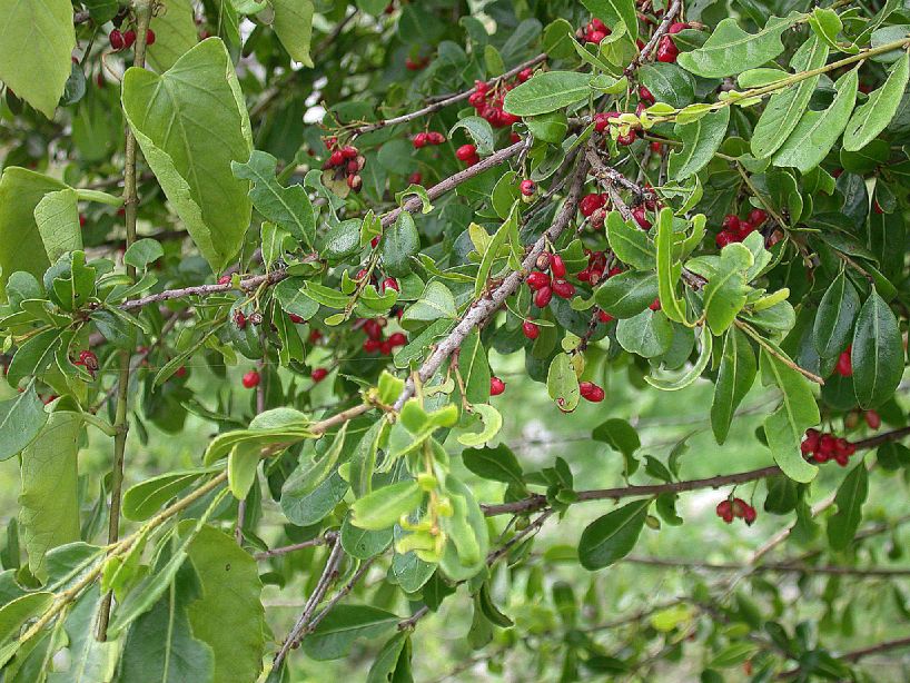 Nyctaginaceae Guapira brevipetiolata