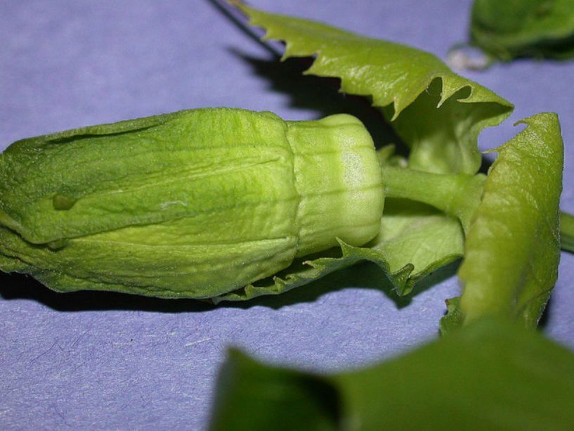 Passifloraceae Passiflora edulis
