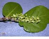 image of Coccoloba diversifolia