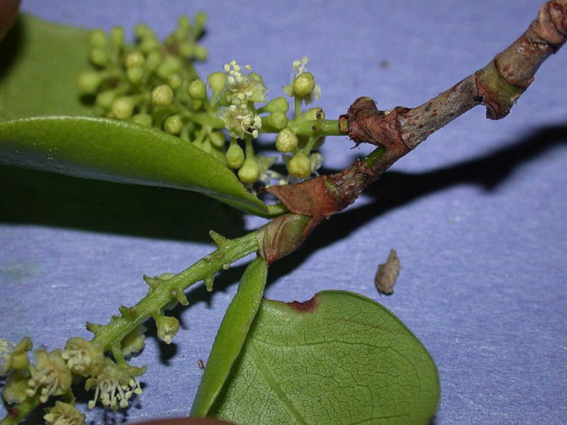 Polygonaceae Coccoloba diversifolia