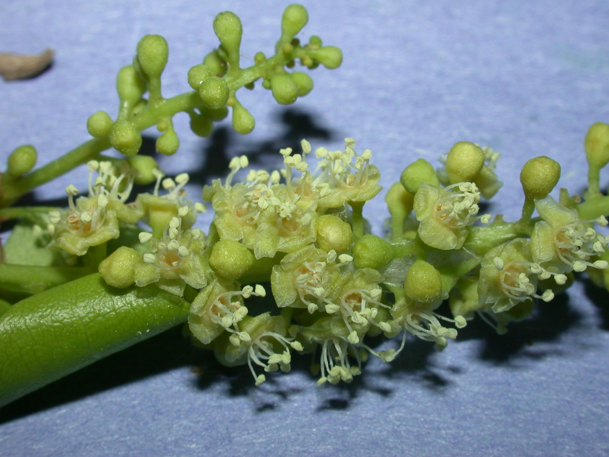 Polygonaceae Coccoloba diversifolia